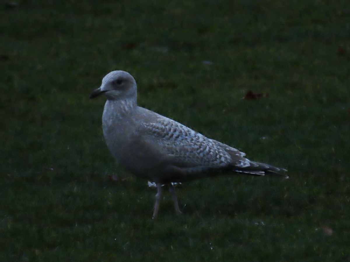 Iceland Gull (Thayer's) - ML645892307