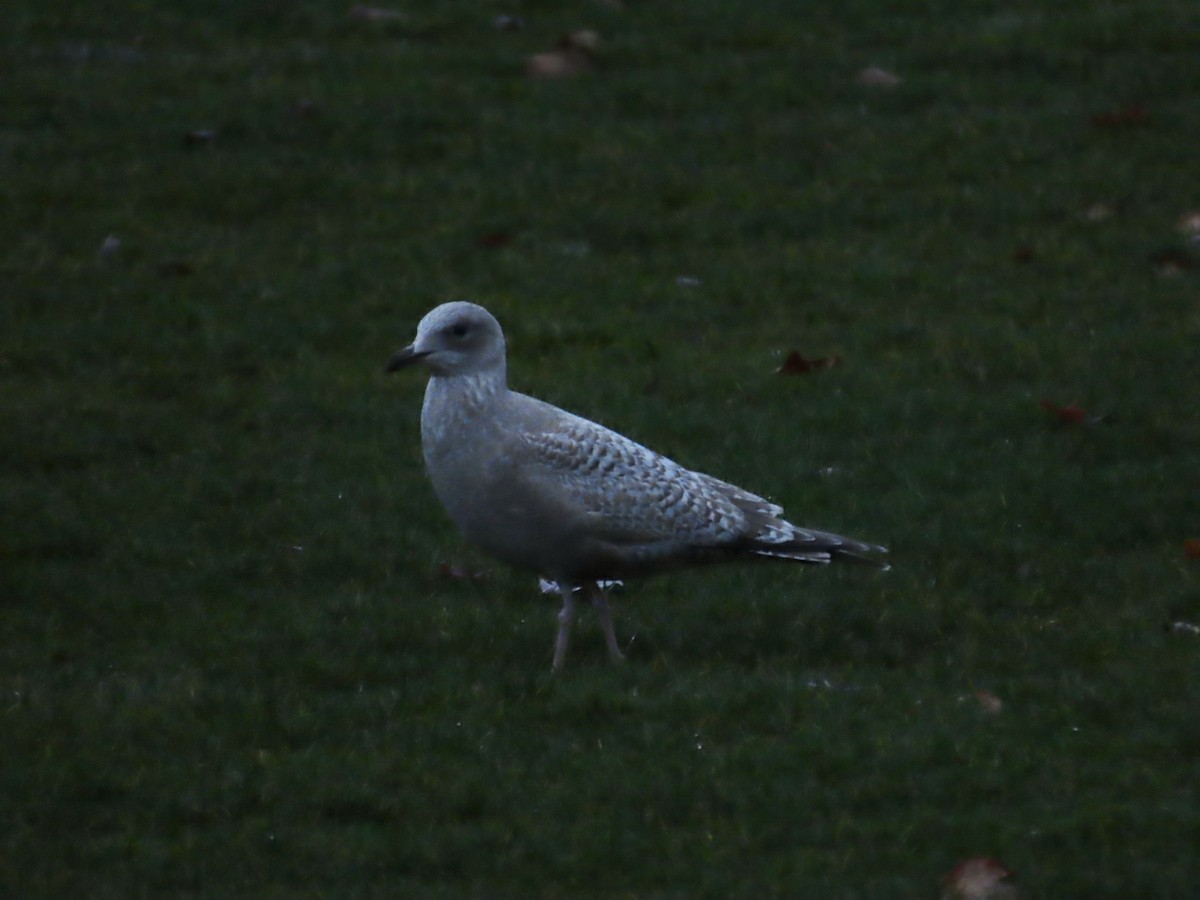 Iceland Gull (Thayer's) - ML645892308