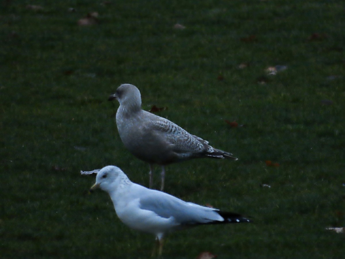 Iceland Gull (Thayer's) - ML645892309