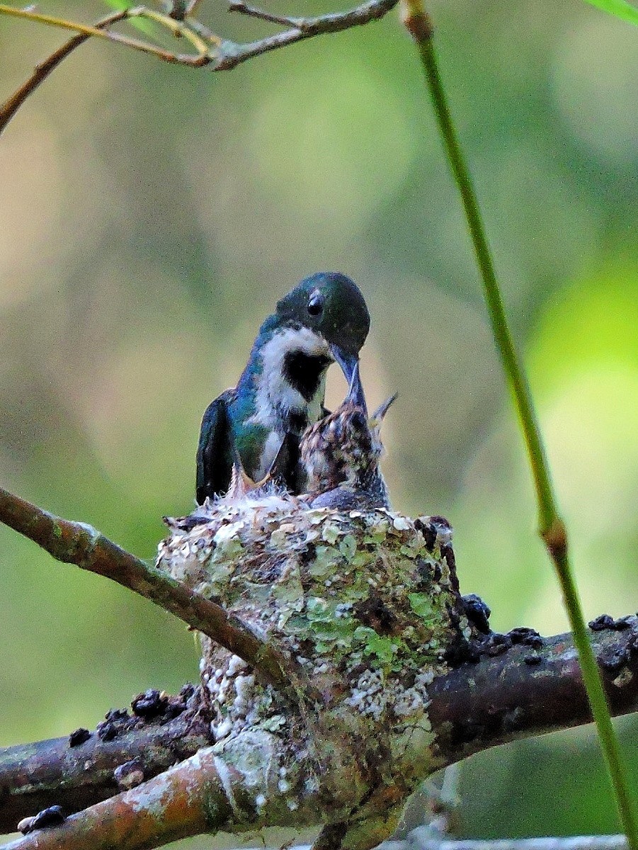 Black-throated Mango - ML645892310