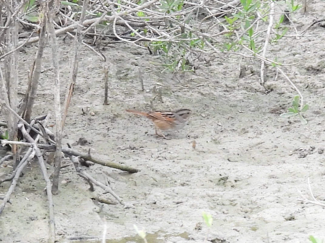Swamp Sparrow - ML645892311