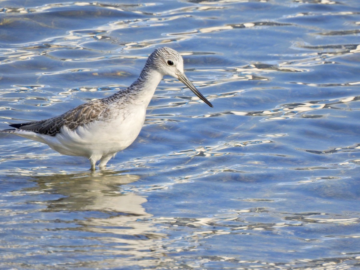 Common Greenshank - ML645892312