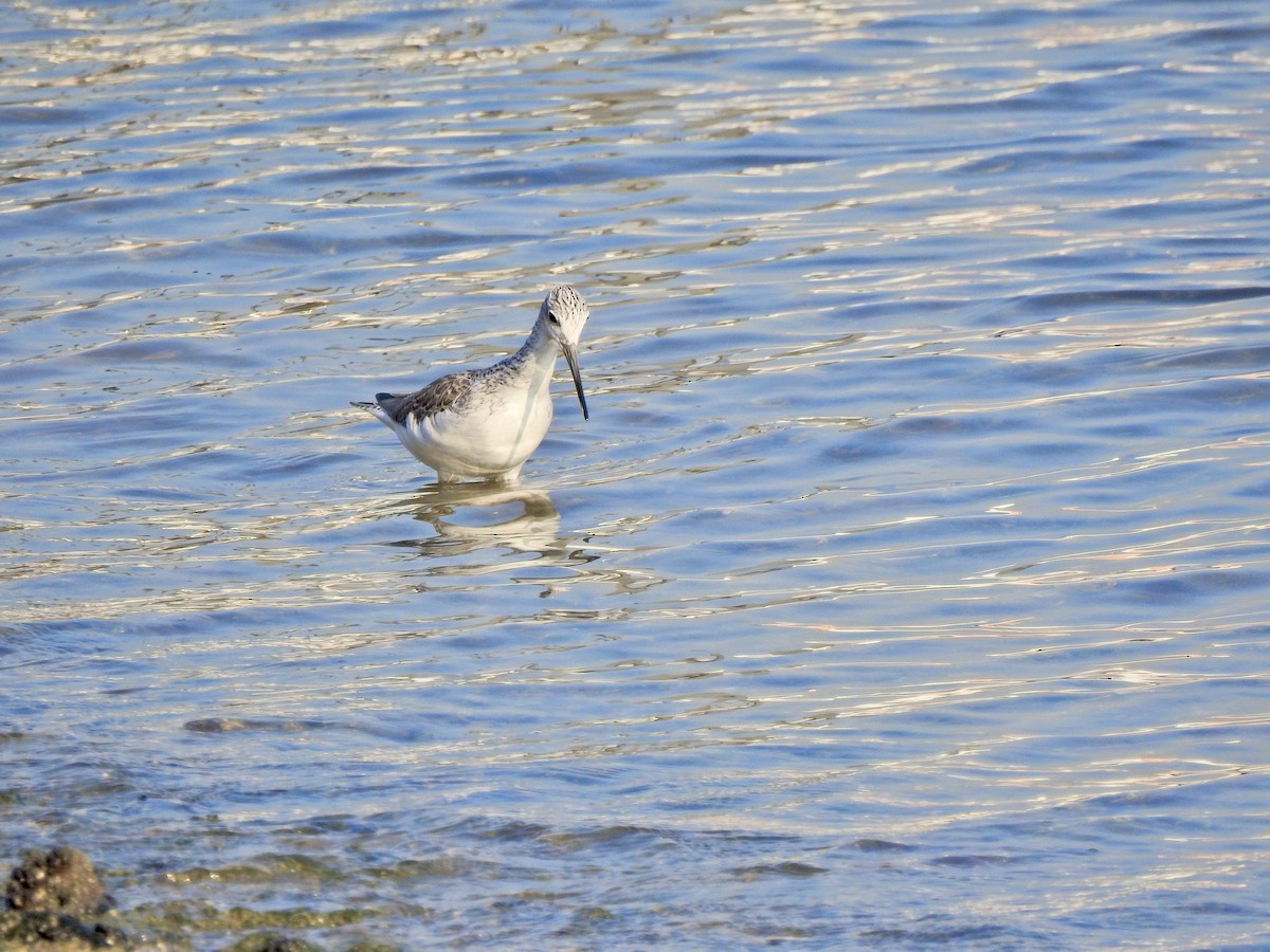 Common Greenshank - ML645892313