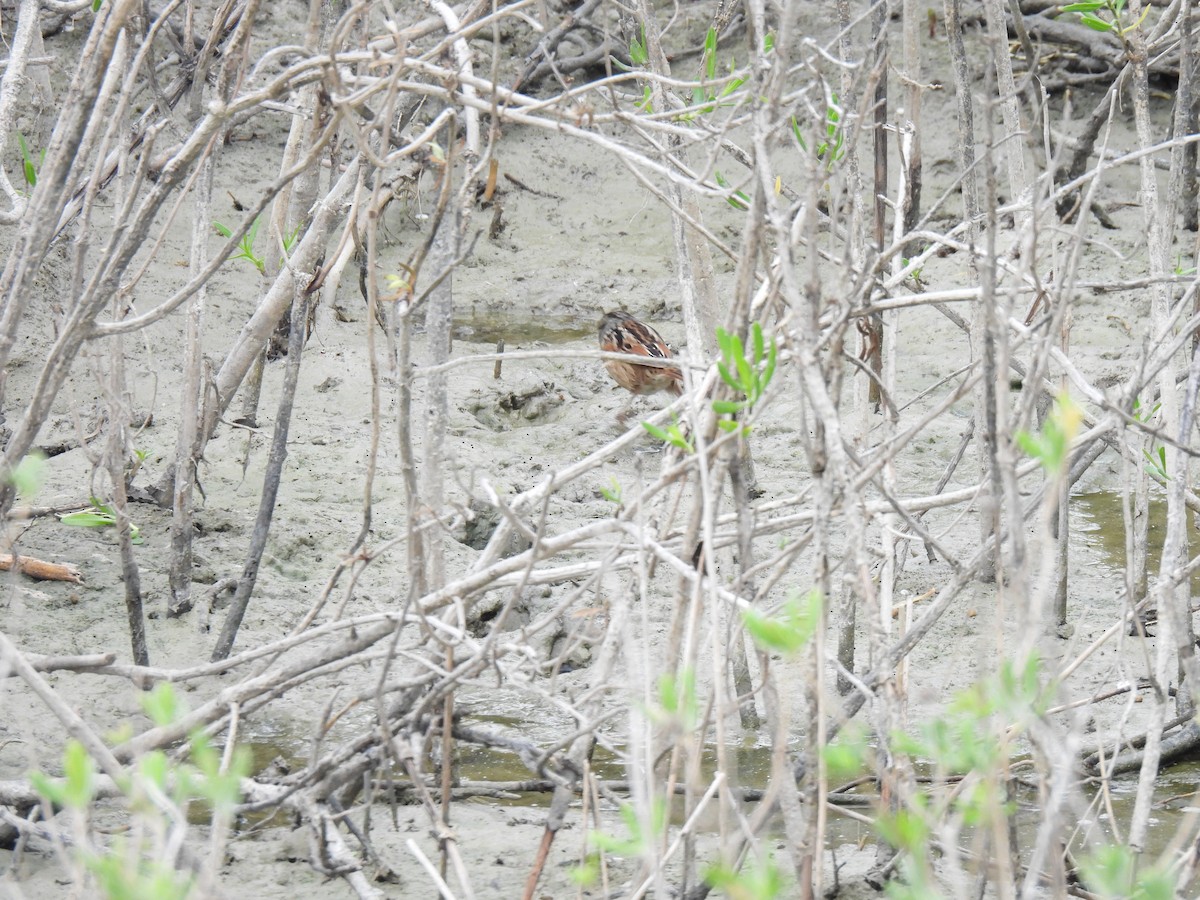 Swamp Sparrow - ML645892314
