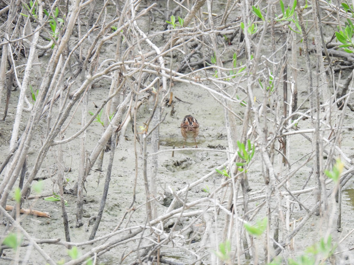 Swamp Sparrow - ML645892315