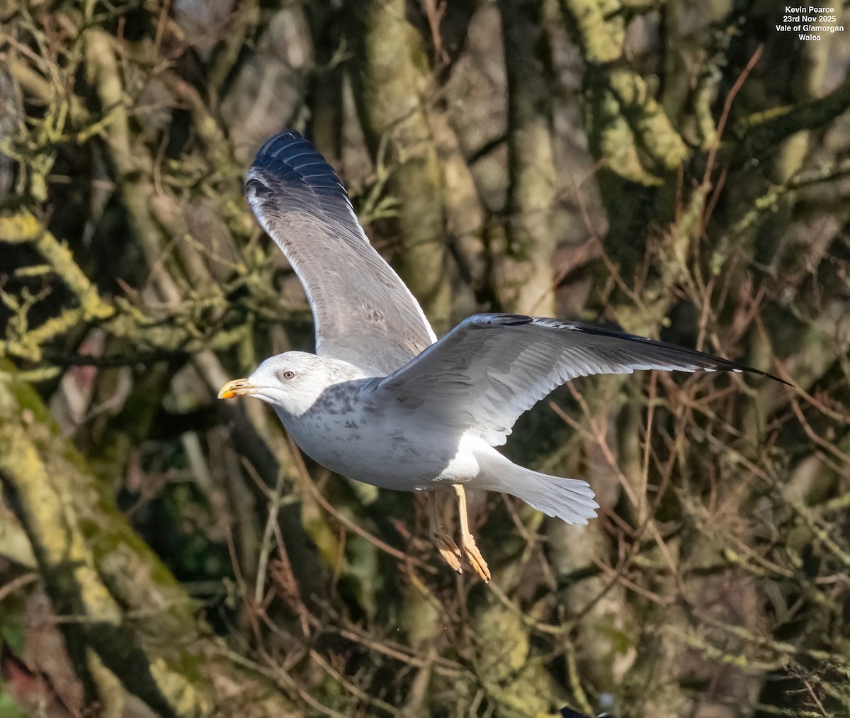 Lesser Black-backed Gull - ML645892316