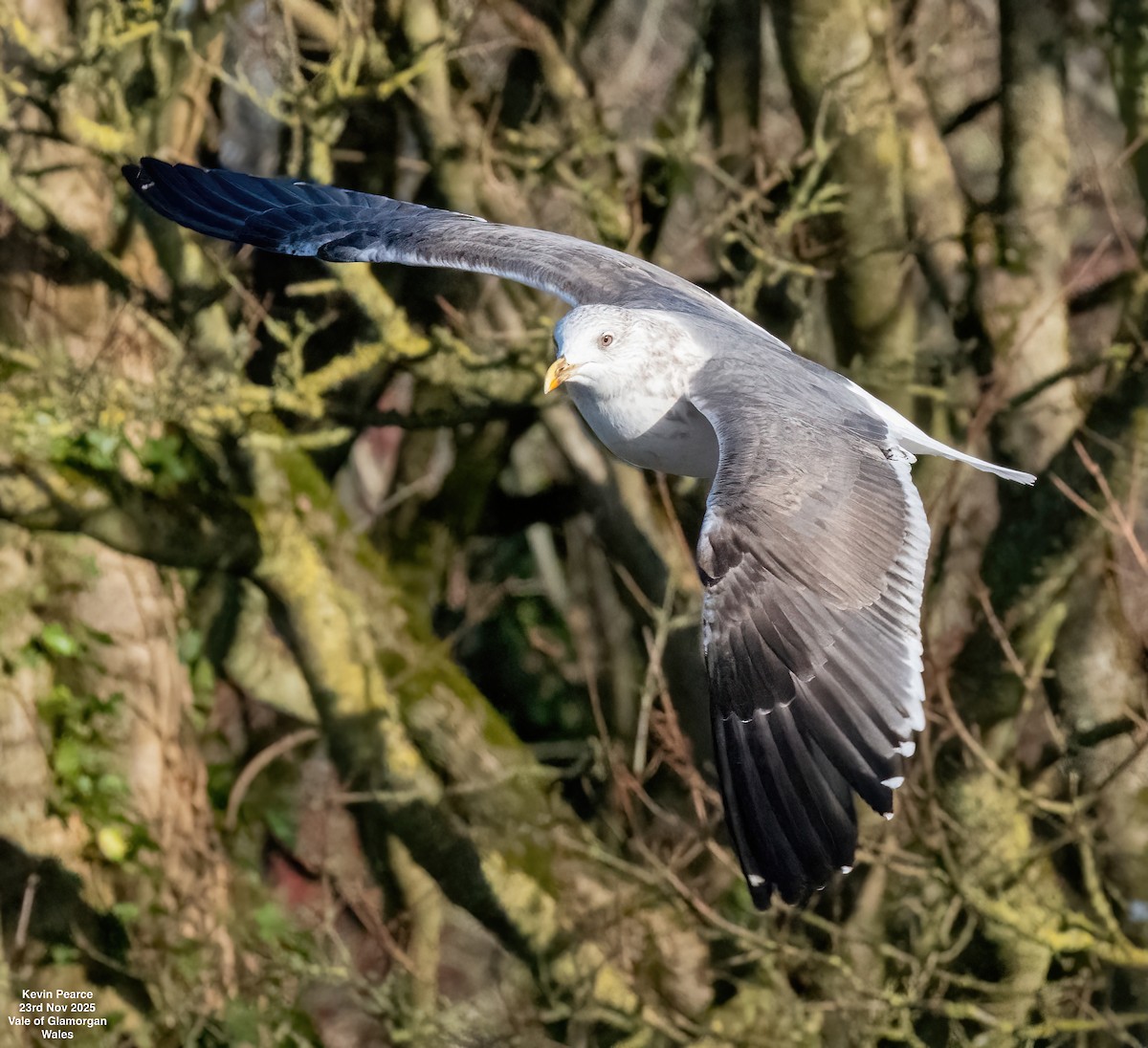 Lesser Black-backed Gull - ML645892317