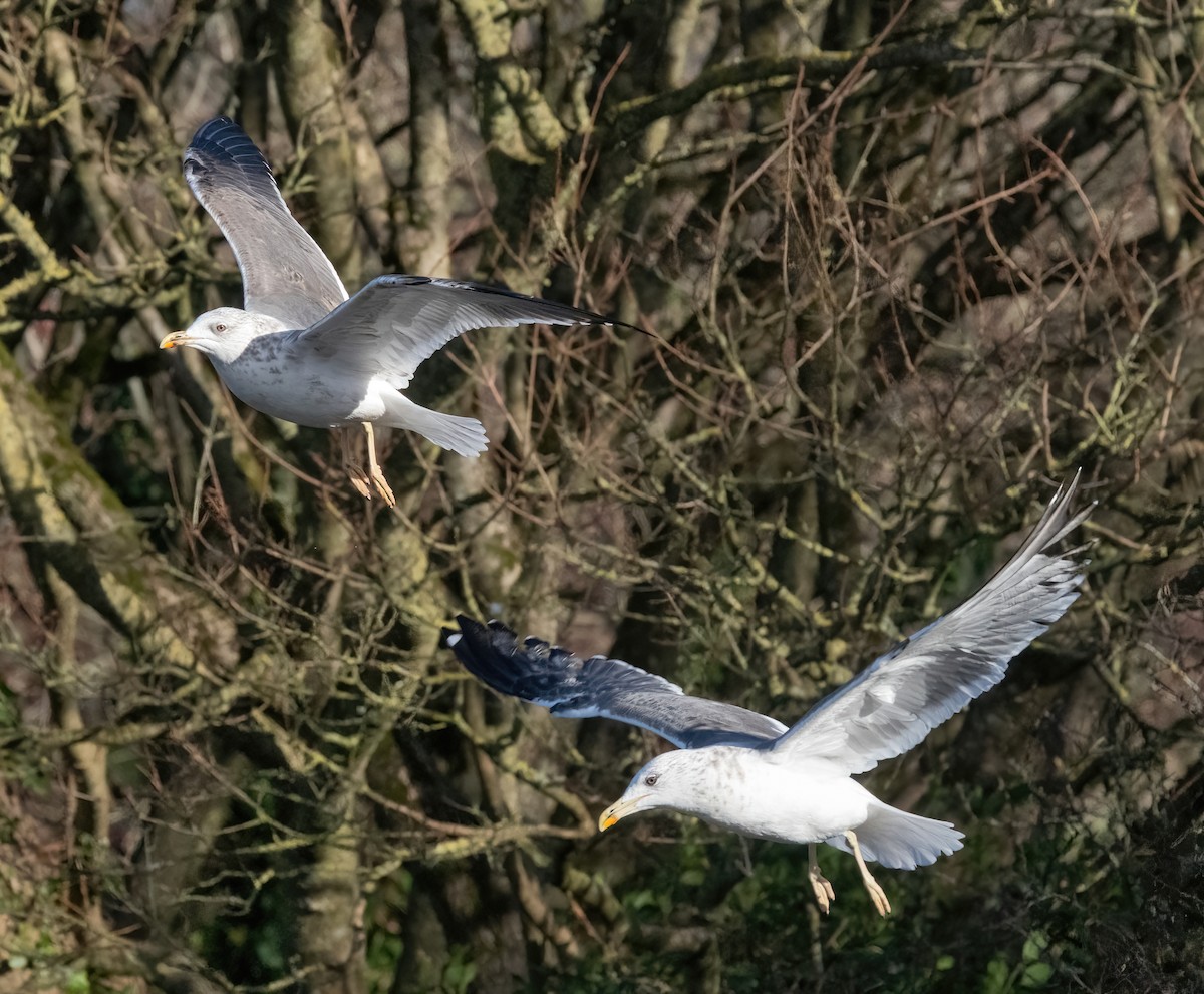 Lesser Black-backed Gull - ML645892318
