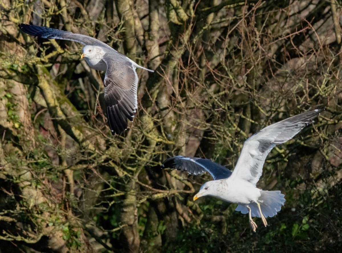 Lesser Black-backed Gull - ML645892319