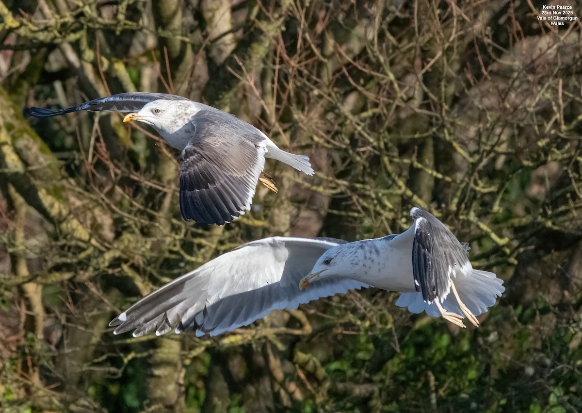 Lesser Black-backed Gull - ML645892320