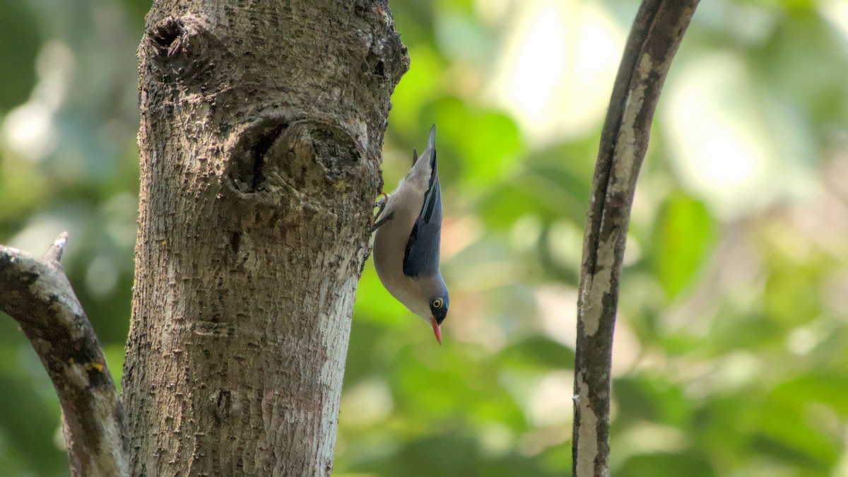 Velvet-fronted Nuthatch - ML645892322