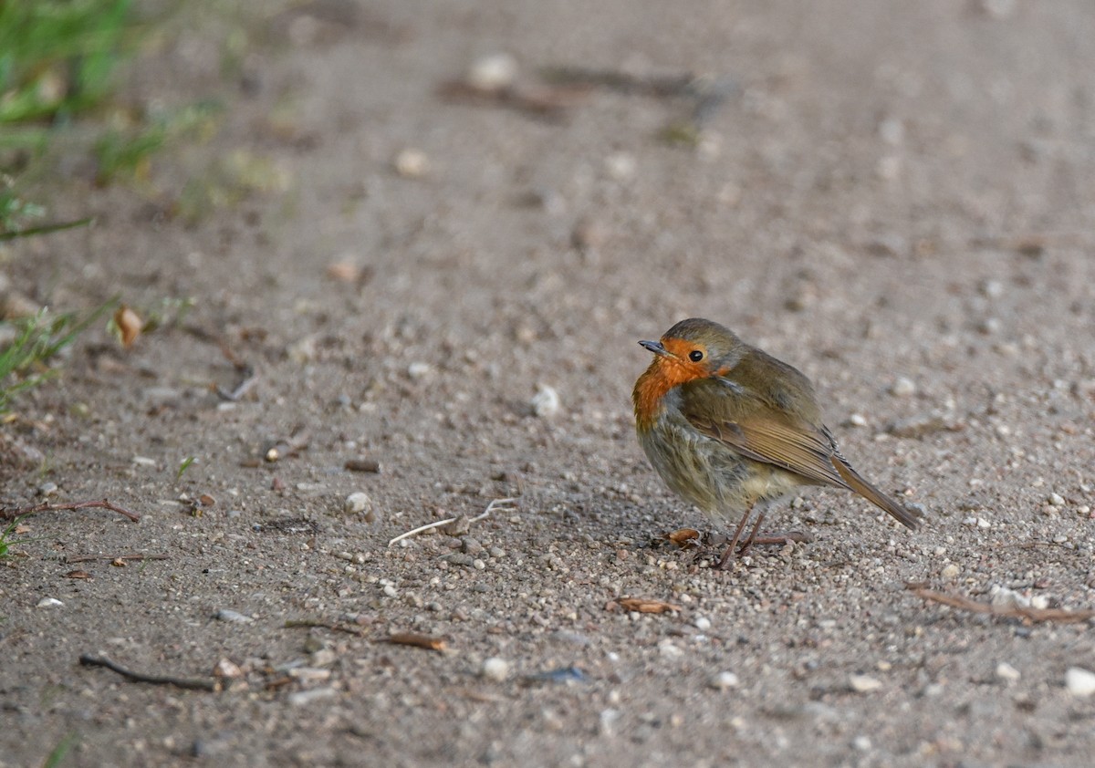 European Robin - ML645892323