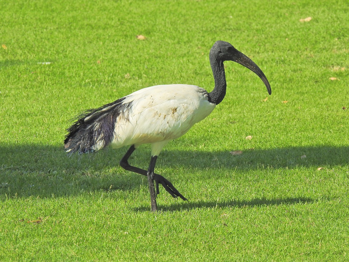 African Sacred Ibis - ML645892325