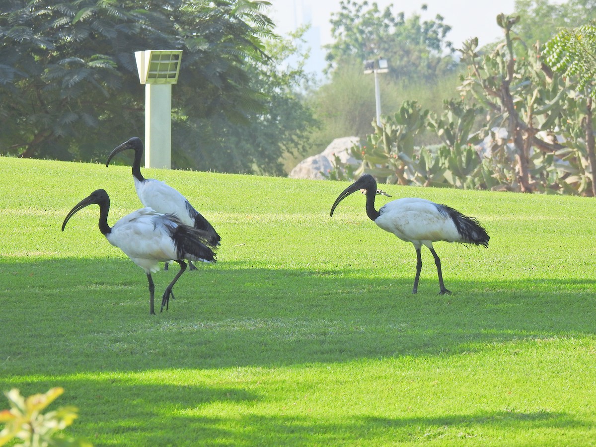 African Sacred Ibis - ML645892326
