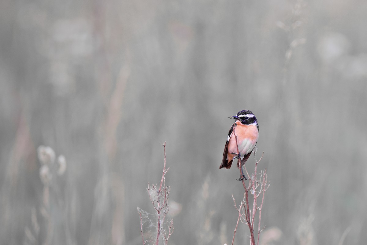 Whinchat - ML645892327