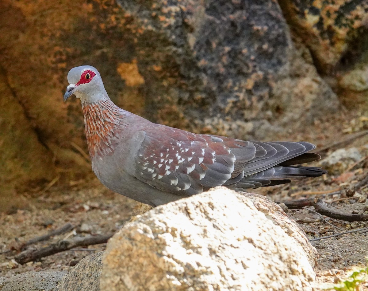 Speckled Pigeon - ML645892328