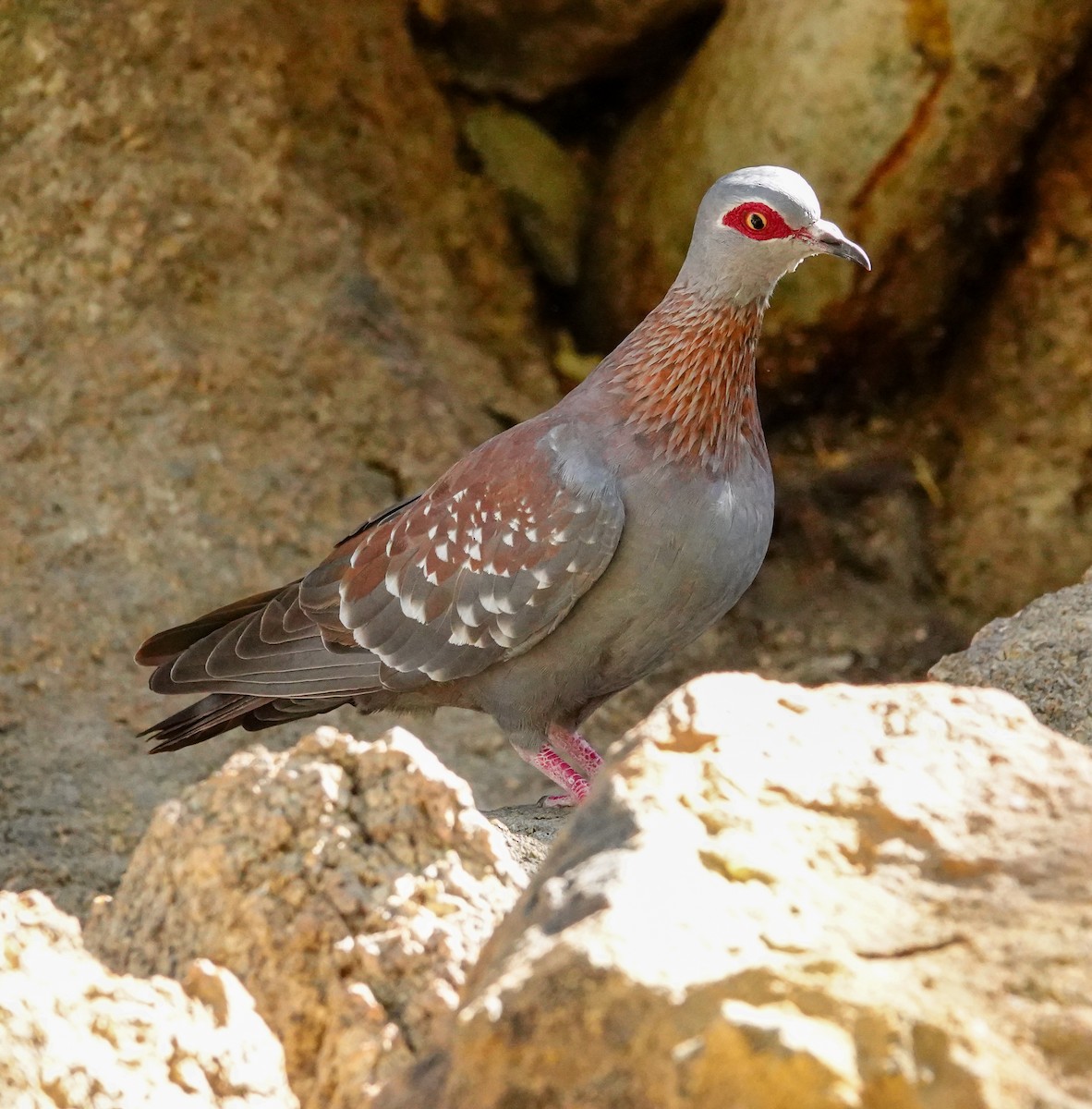 Speckled Pigeon - ML645892329
