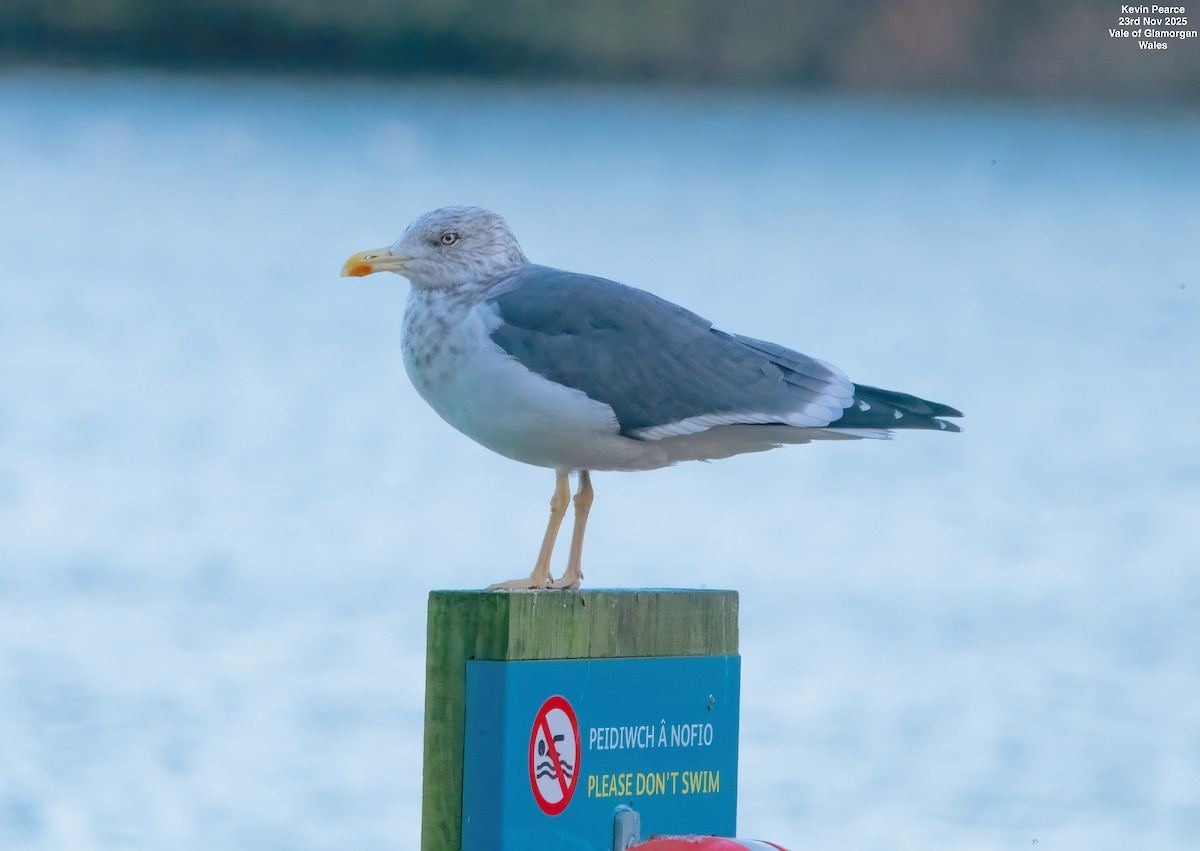 Lesser Black-backed Gull - ML645892331