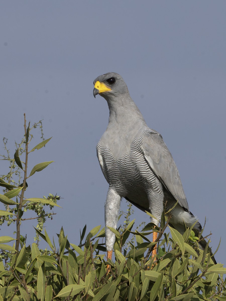 Eastern Chanting-Goshawk - ML645892333