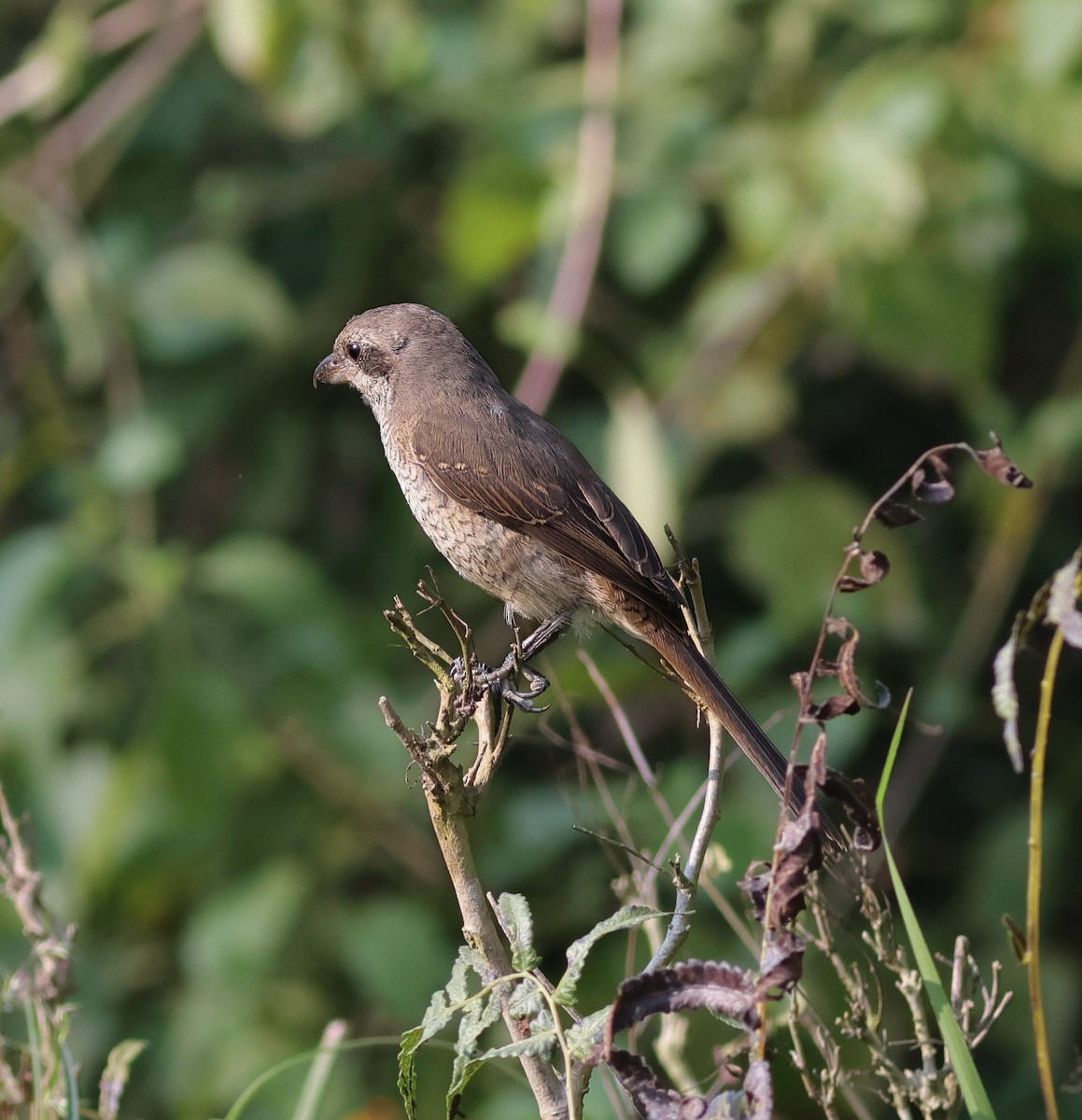 Brown Shrike - ML645892335
