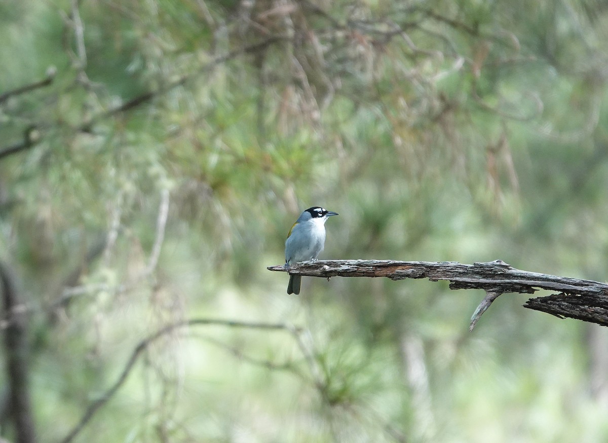 Black-crowned Palm-Tanager - ML645892337