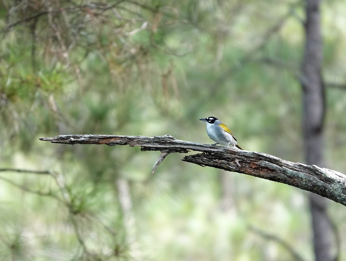 Black-crowned Palm-Tanager - ML645892338