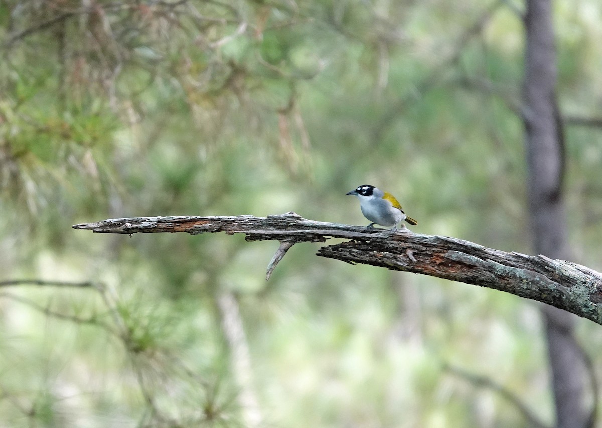 Black-crowned Palm-Tanager - ML645892339