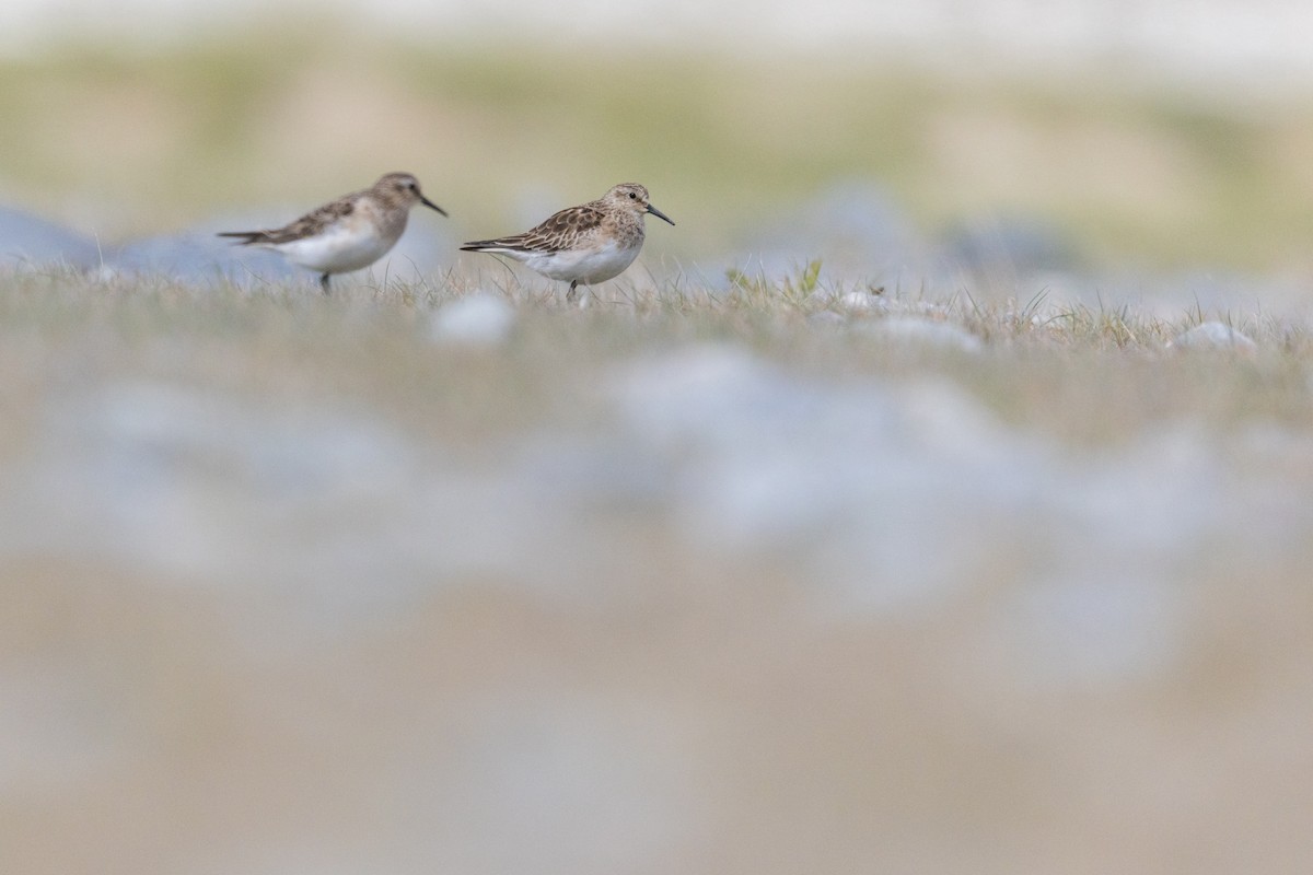 Gambecchio di Baird - ML645892340