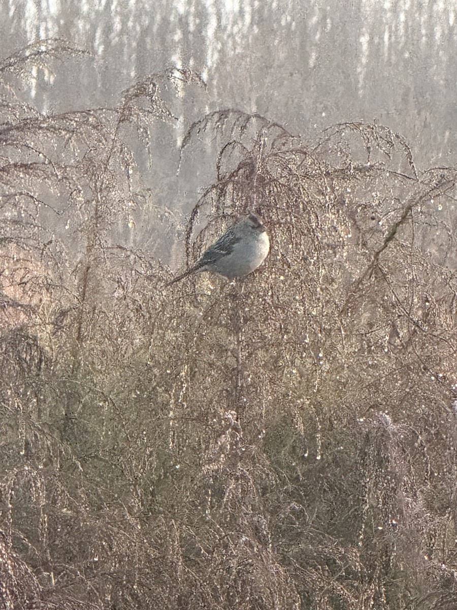 ミヤマシトド - ML645892346