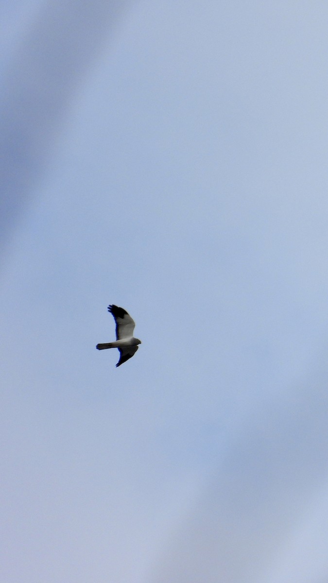 Hen Harrier - ML645892350