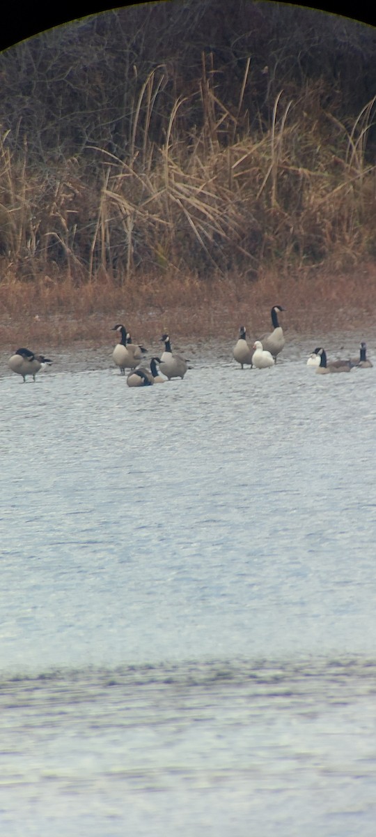 Ross's Goose - ML645892353