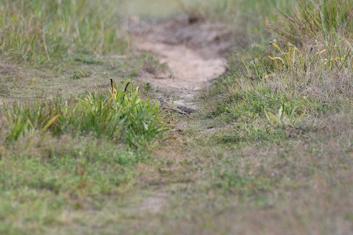 Terrera Oriental - ML645892356