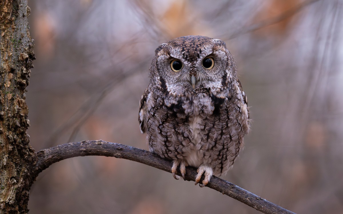 Eastern Screech-Owl - ML645892363