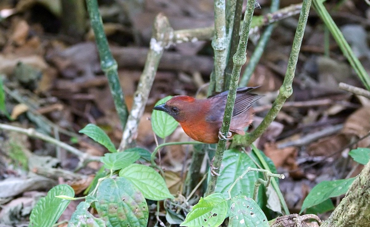 ノドアカアリフウキンチョウ - ML645892369