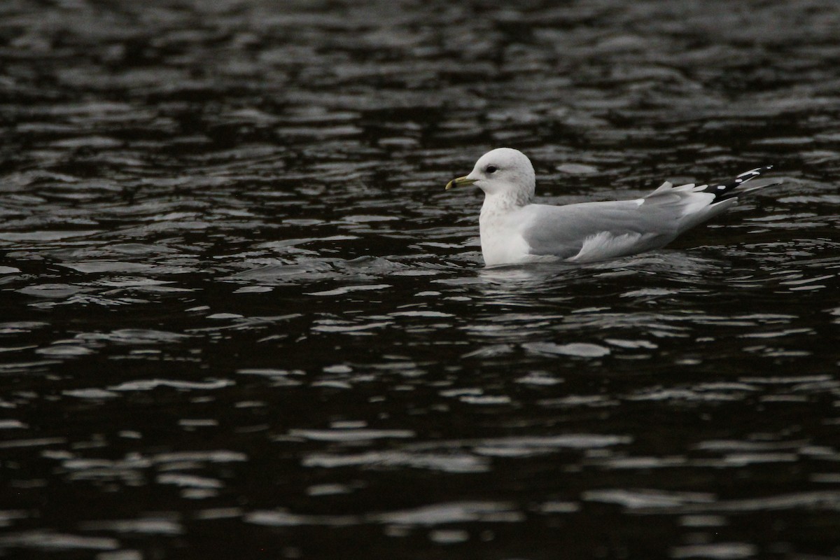 カモメ - ML645892371