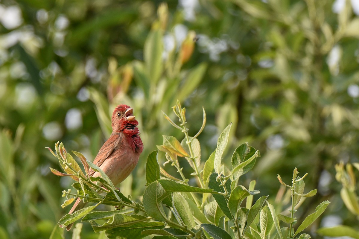 アカマシコ - ML645892372