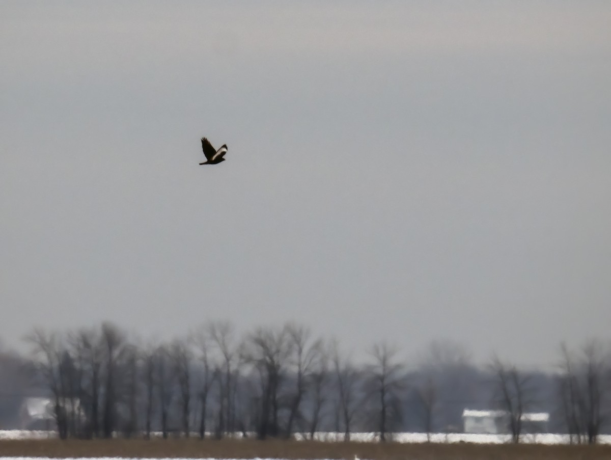 ケアシノスリ - ML645892374