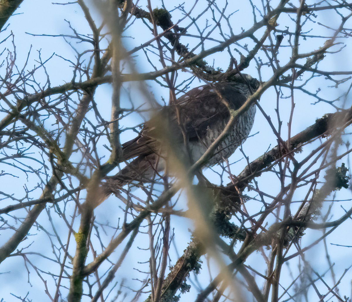 ヨーロッパノスリ - ML645892376