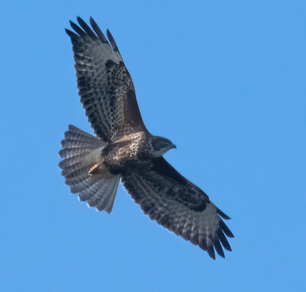 ヨーロッパノスリ - ML645892377