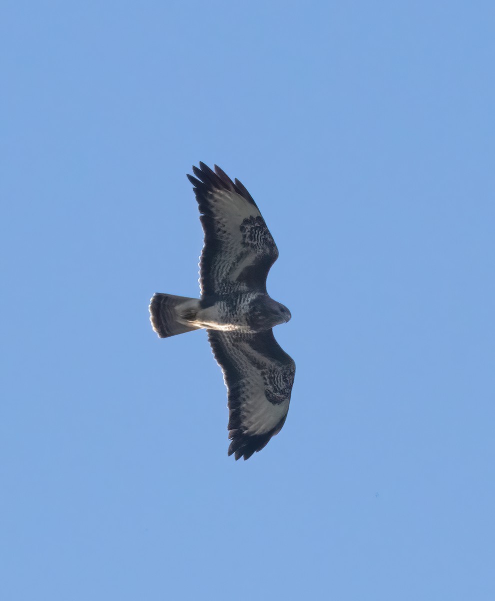 ヨーロッパノスリ - ML645892378