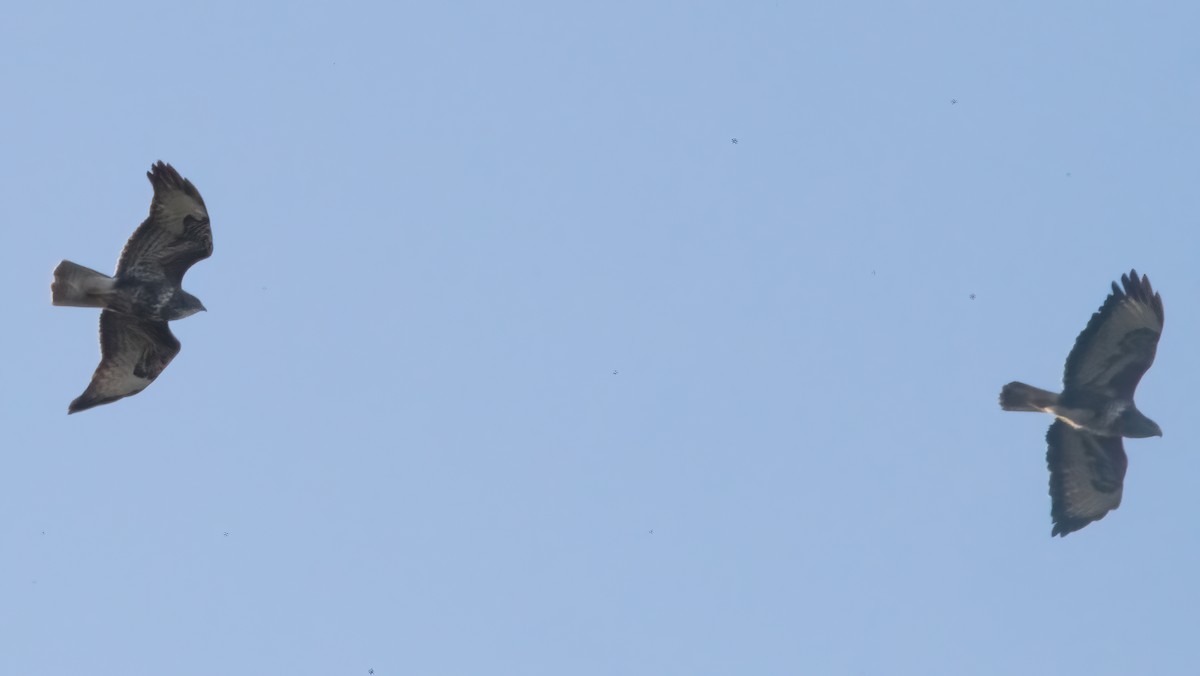 ヨーロッパノスリ - ML645892379