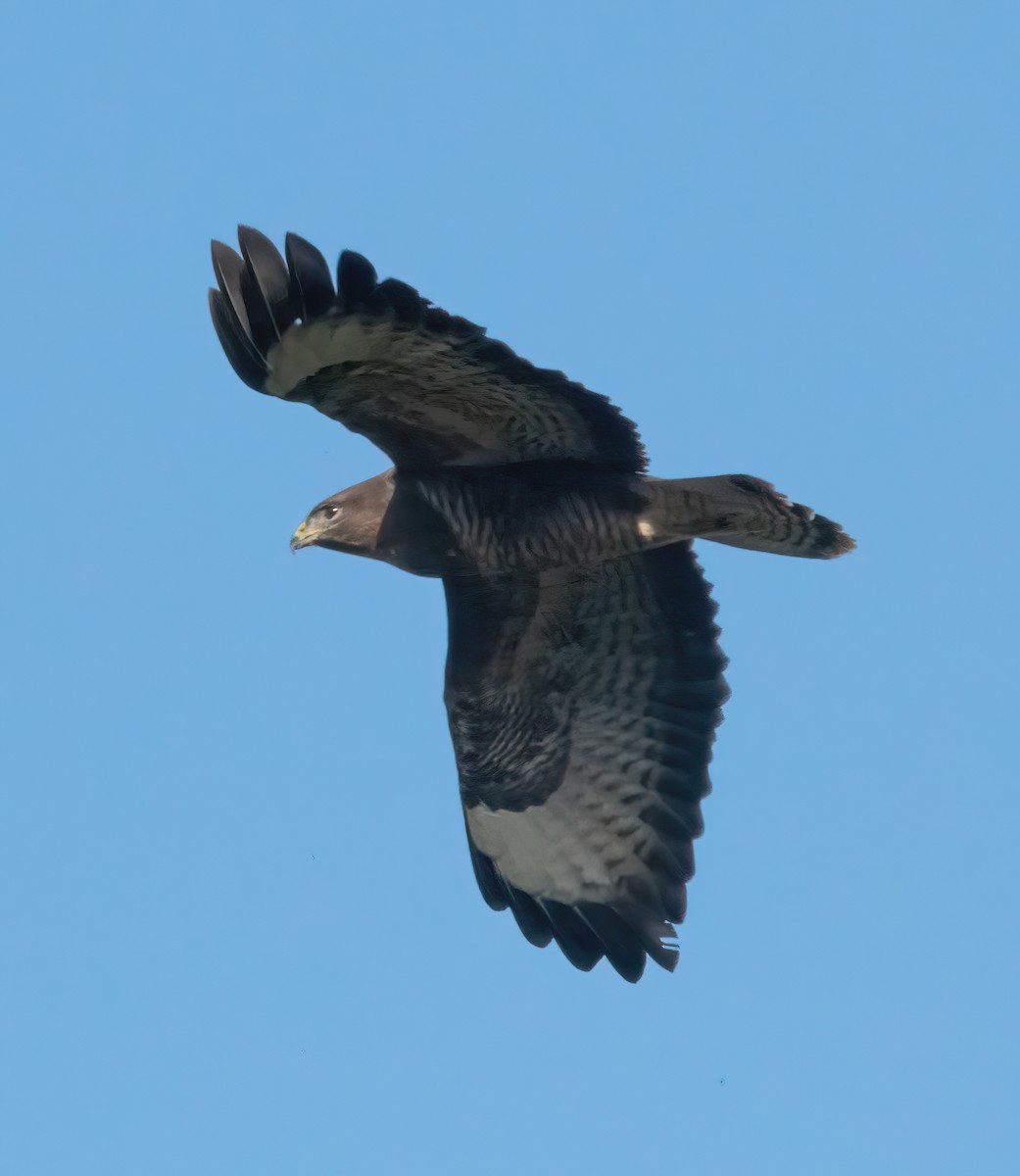 ヨーロッパノスリ - ML645892380