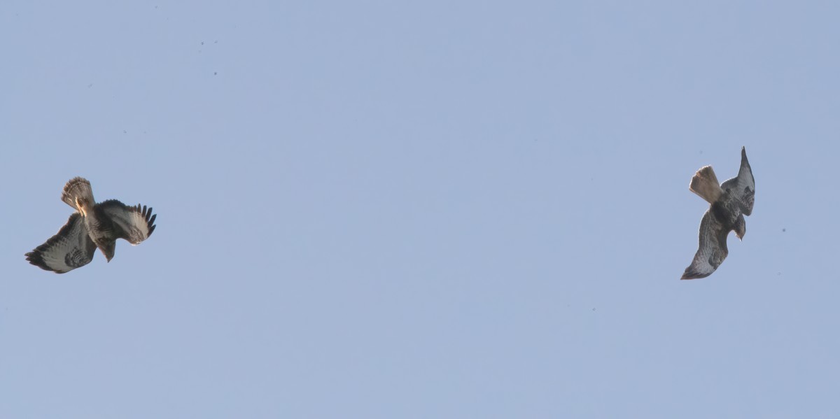 ヨーロッパノスリ - ML645892382