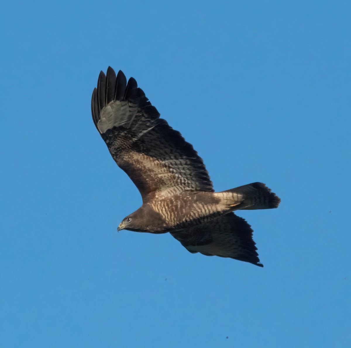 Buse variable - ML645892384