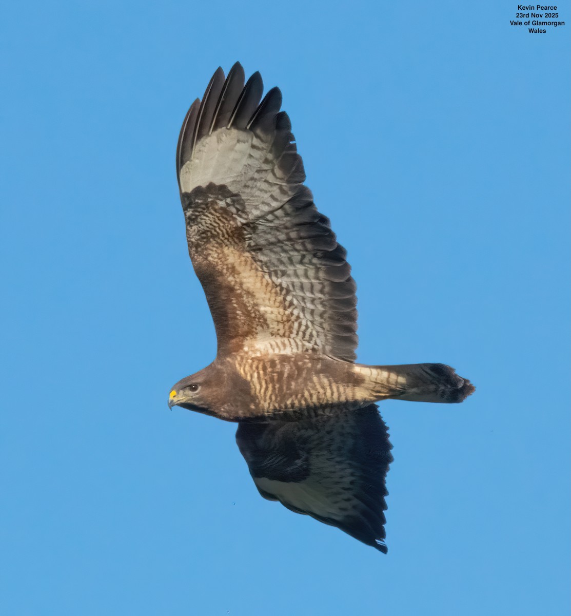 ヨーロッパノスリ - ML645892385