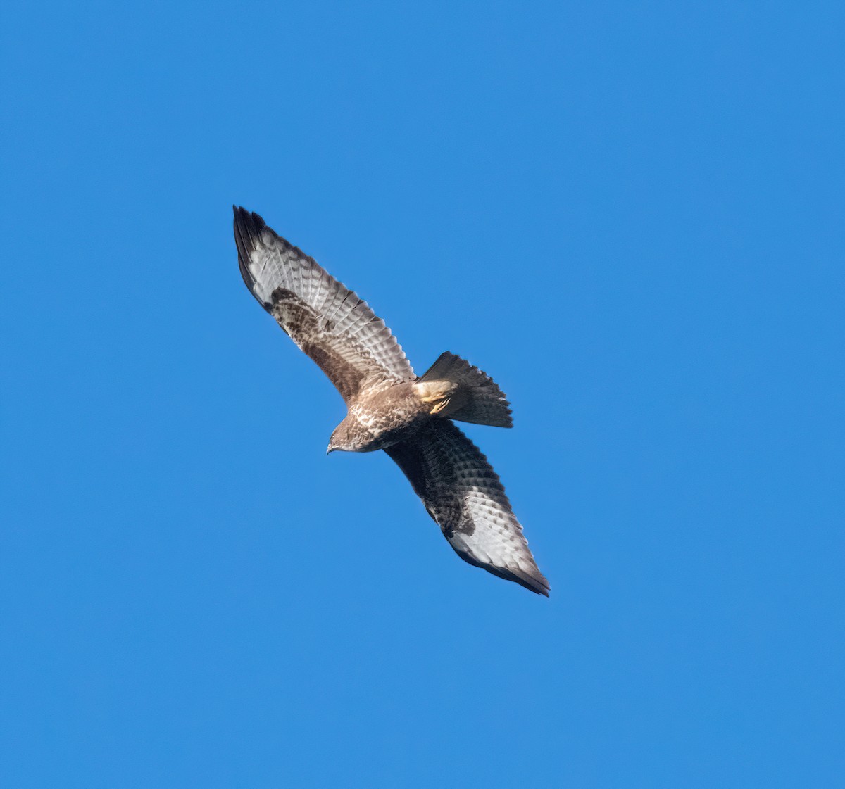 Buse variable - ML645892387
