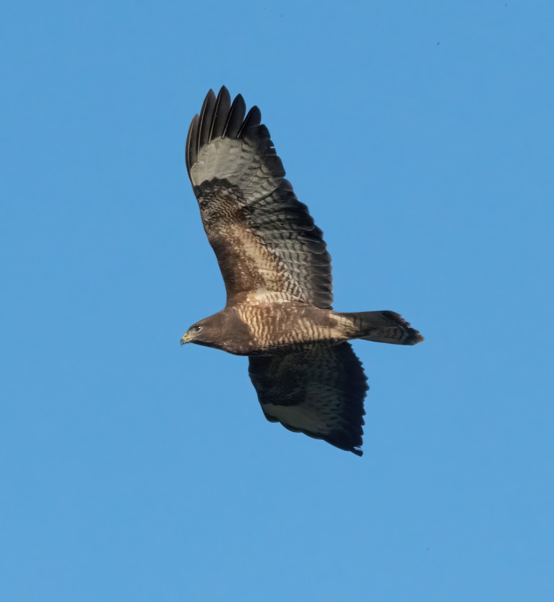 ヨーロッパノスリ - ML645892388