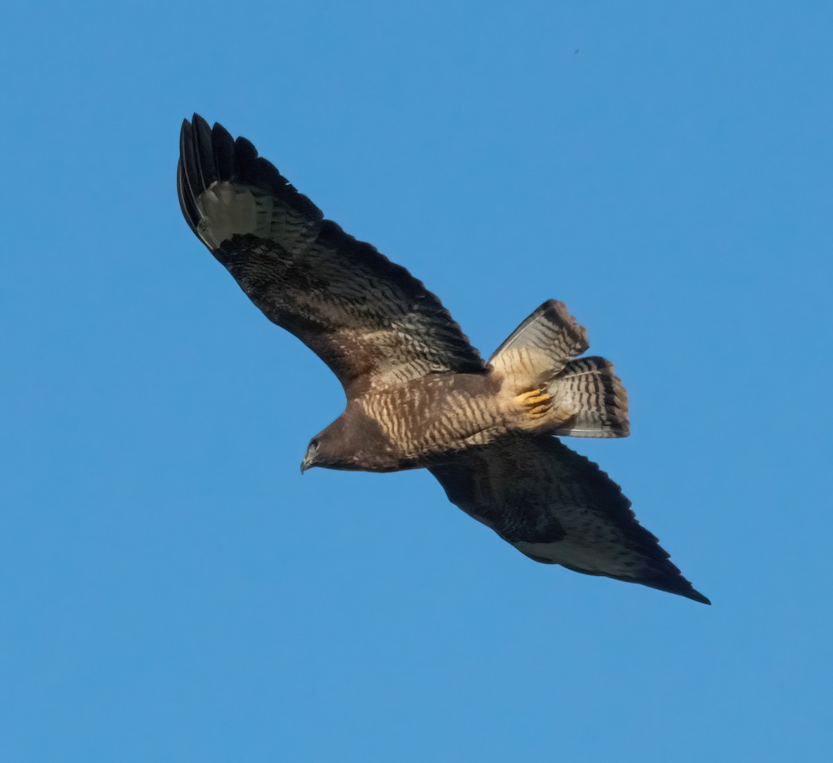 Buse variable - ML645892389