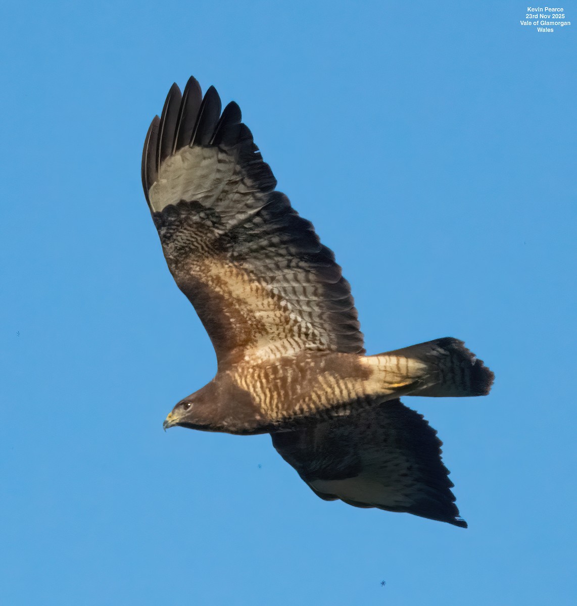 Buse variable - ML645892391
