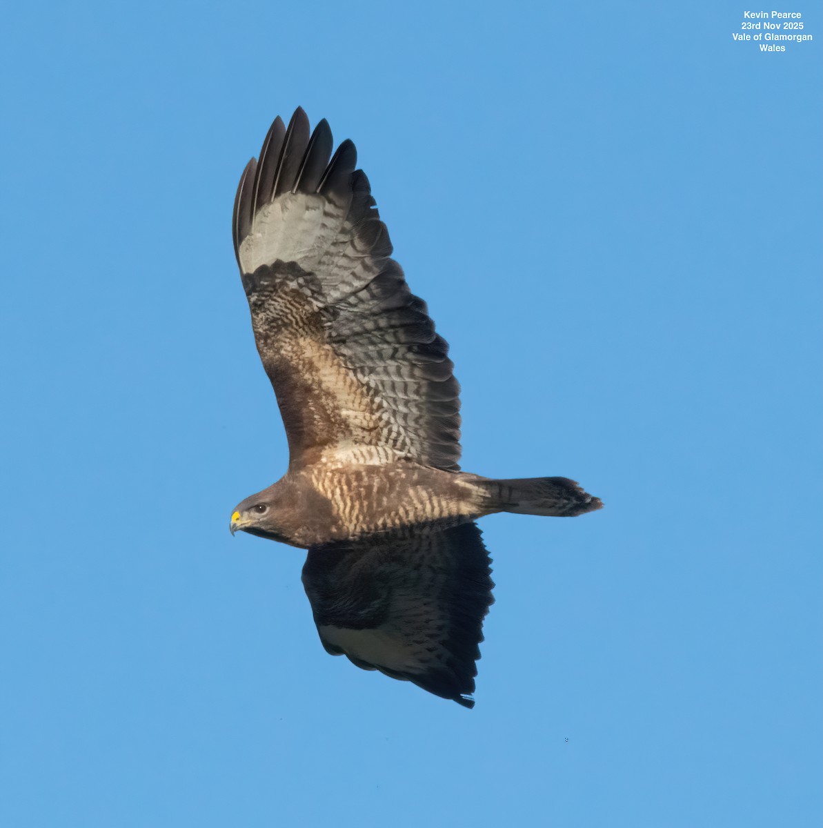 Buse variable - ML645892392